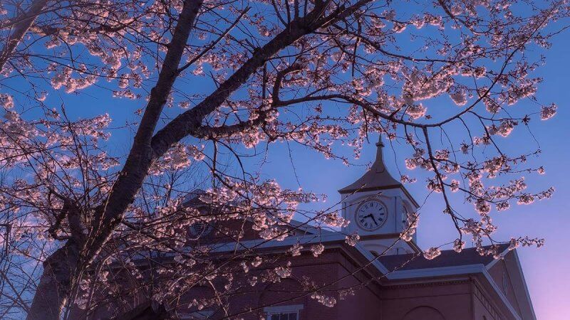 Ripley County Courthouse in the spring. Katie Sparks photo.